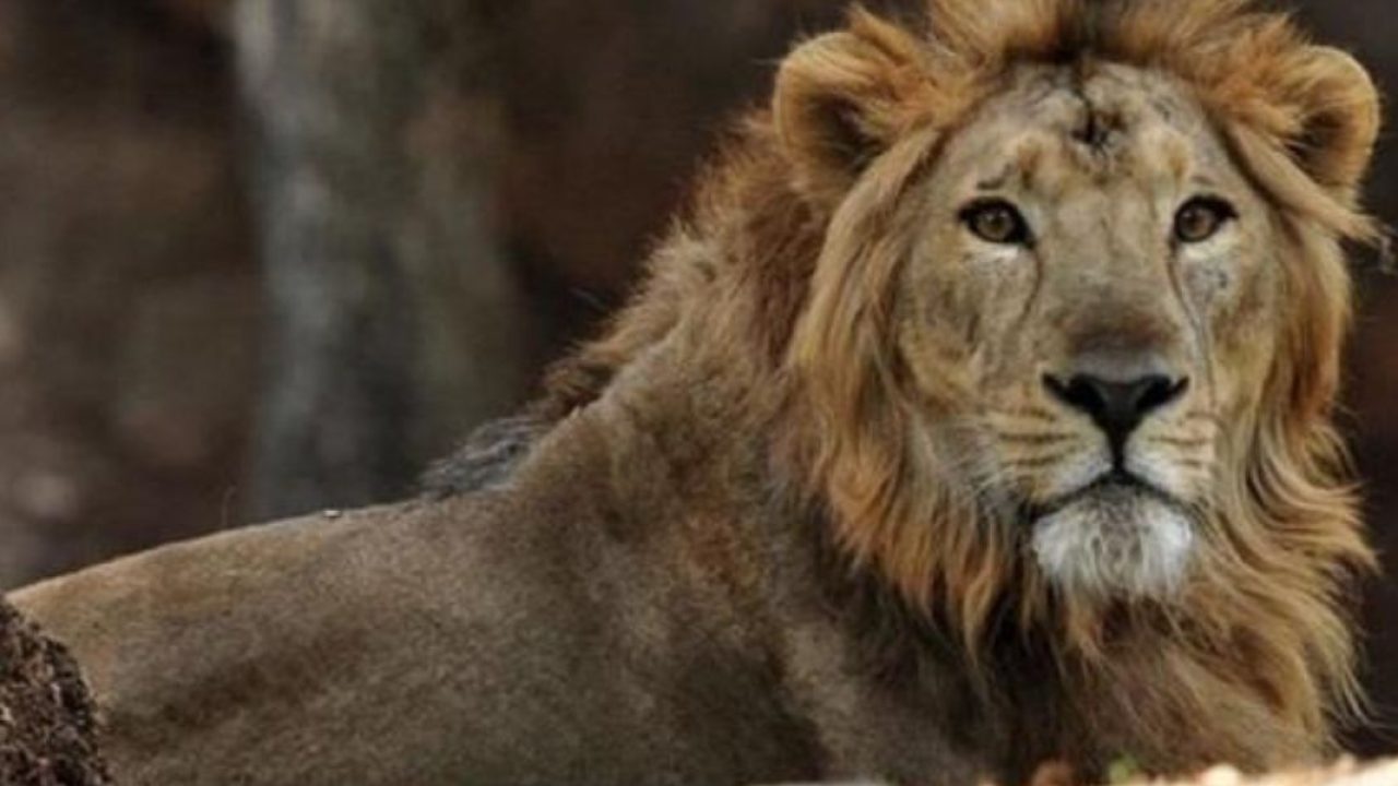 Apparition d'un animal sauvage à Khénifra et Oulmes : L'hypothèse des  attaques de lion écartée